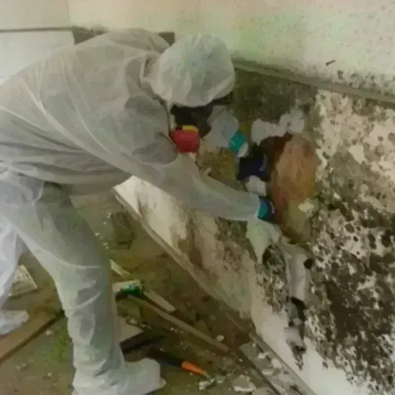 Mold Remediation and Removal in Falls County, TX